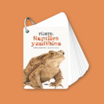 imgi_41_Fijate_reptiles_.png